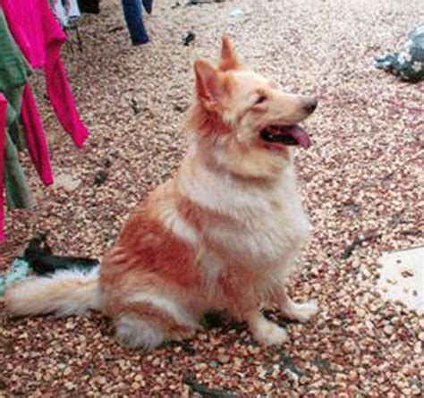 What is the difference between adopting a dog, adopting a cat, adopting a kitten or adopting a puppy versus getting dogs for sale, cats for sale, puppies for sale or kittens for sale from a dog. More German Shepherd Puppies and Dogs that have found new ...