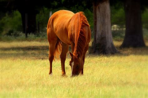 Brown Horse Grazing By Alf M On 500px Mooie Paarden Paarden Dieren