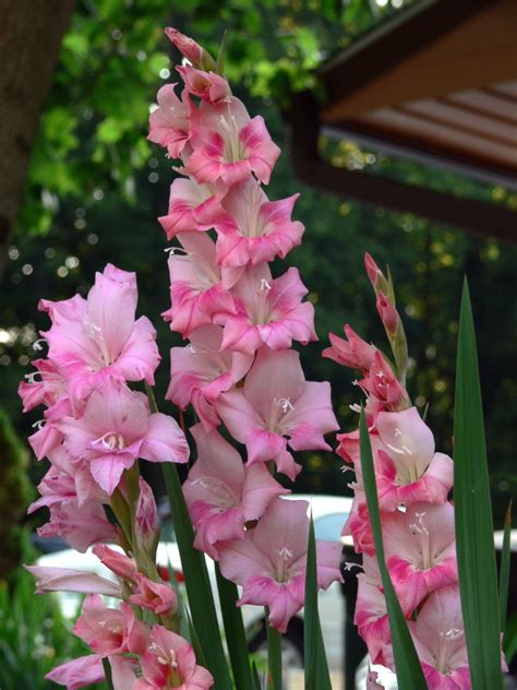 August Birth Flower Gladiolus Auntie Dogmas Garden Spot