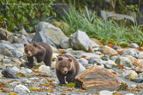 Grizzly Bear Cubs Walking On Beach 1200 Launstein Imagery The