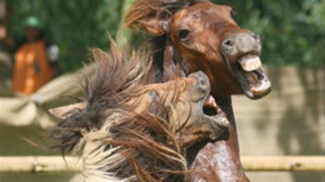 Horse Fights