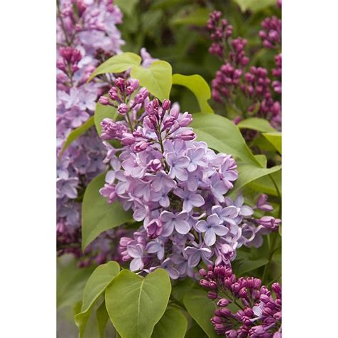 Monrovia Blue Skies Lilac Flowering Shrub In Pot With Soil At