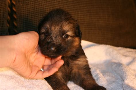 Your german shepherd will go through a super quick development in their first three years of their life. Von Onyxberg German Shepherds: 3 week old puppy pictures!!!