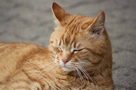 Portrait Of Orange Cat Cc0photo