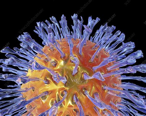 Herpes Virus Artwork Stock Image C0125040 Science Photo Library