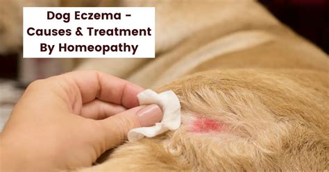 Dog Eczema Can Dogs Have Eczema Cure By Homeopathy