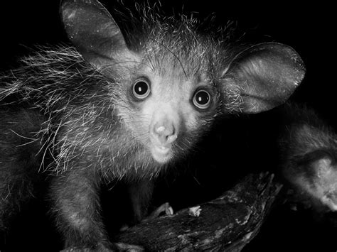 Top 156 Animal From Madagascar With Big Eyes