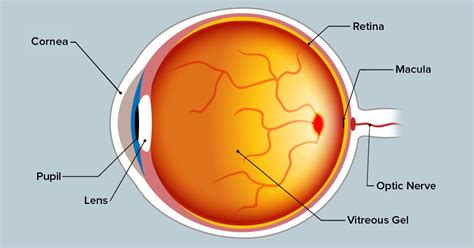 Macula Eye Anatomy
