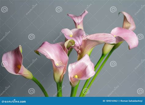 Close Up Bouquet Of Pink Calla Lilies In Glass Vase On Gray Background
