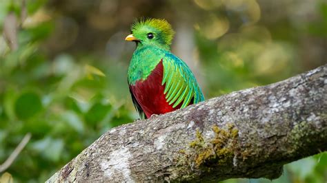 In Search Of The Elusive Resplendent Quetzal In Monteverde Selvatura
