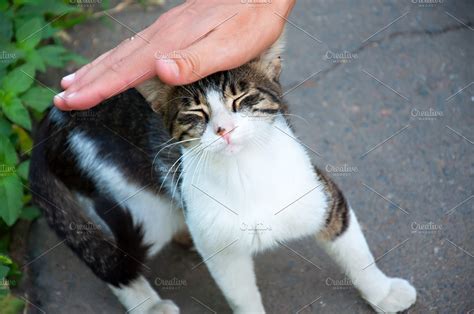 Affectionate Cat High Quality Stock Photos Creative Market