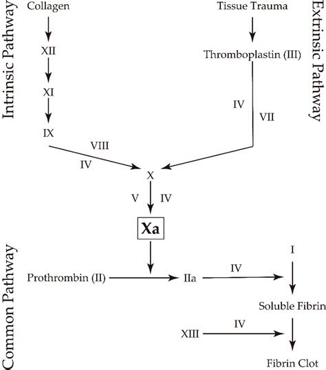 Blood Coagulation Cascade Extrinsic Intrinsic And Common Pathway