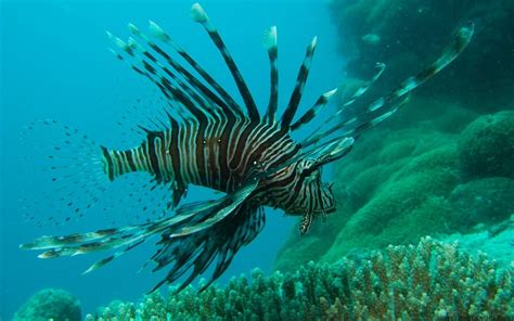 Awesome Ocean Lionfish Great Barrier Reef Desktop Pictures