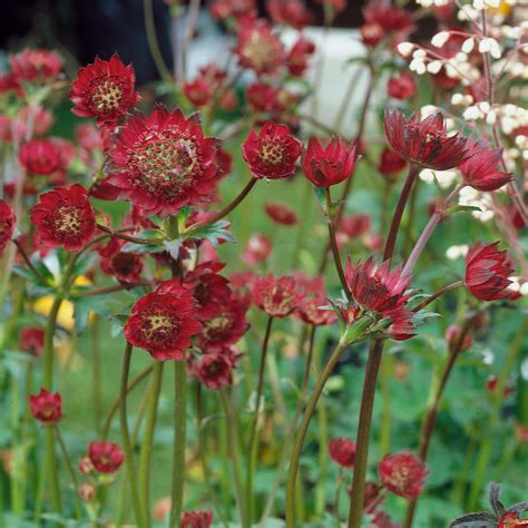 Astrantia Sparkling Stars Red 2 Ltr Dispatches From 12th June