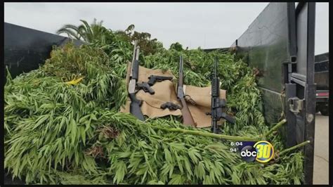 deputies make 5 8 million pot bust in tulare county abc30 fresno