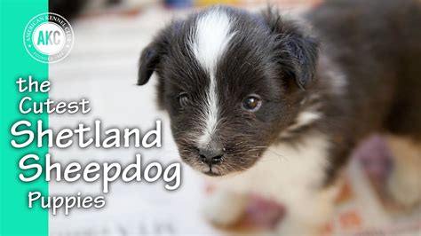 The Cutest Shetland Sheepdog Puppies Youtube
