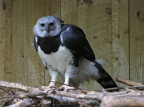 Harpy Eagleawesome Harpy Eagle Animals Owl