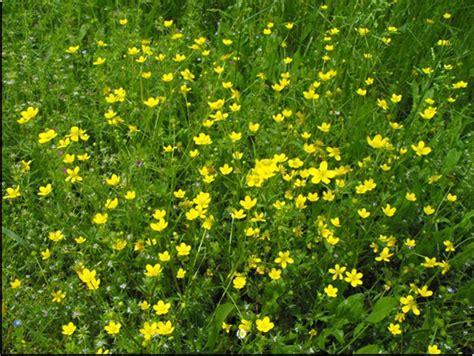 Types Of Yellow Wildflowers 33 Types Of Yellow Flowers Proflowers