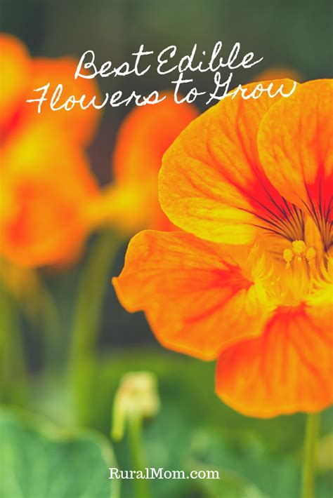 Best Edible Flowers To Grow In Your Garden Rural Mom Best Edibles