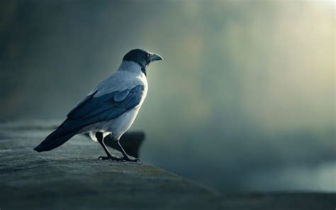Animals Bird Blur Smooth Crow Hd Wallpaper Pxfuel
