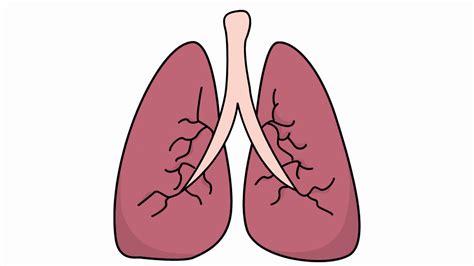 Lungs Sketch Illustration Hand Drawn Animation Transparent Motion