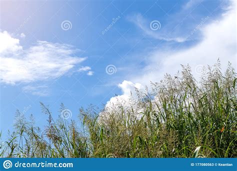 Flowers Weeds And Clouds In The Daytime Sky Stock Image Image Of