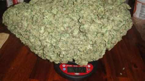 Going by the weight given in the previous answer someone is being shorted almost 6 grams and that's nearly 1/4 of an ounce….which can be from $60 to $90 in value. Gamer "whiteboy7thst" swatted & arrested during a ...