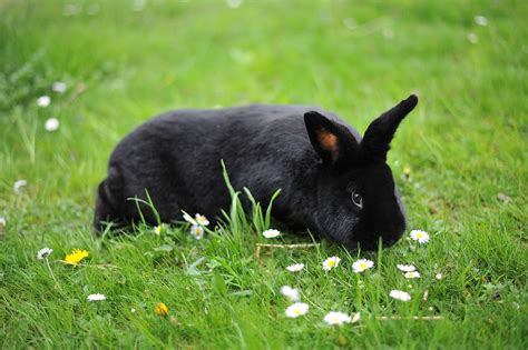 Some of these rabbits also tend to be a little 'lazy' and prefer to lay around for most of the day. Alaska rabbit - Wikipedia