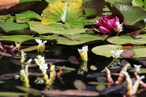 Free Photo Water Lilies Blooming In A Pond Blooming Blossom Lilies