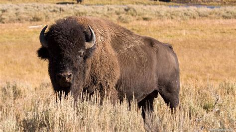 Petition · Make Bison Our National Mammal ·