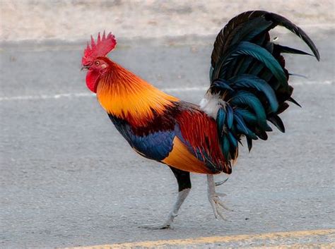 Most Colorful Rooster? - Page 3 The rooster is larger and more brightly coloured than the hen.