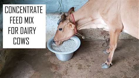 How To Increase Milk Production In Dairy Cows Concentrate Feeding Mix