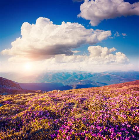 Magical Mountains Landscape Stock Image Image Of Journey Flower
