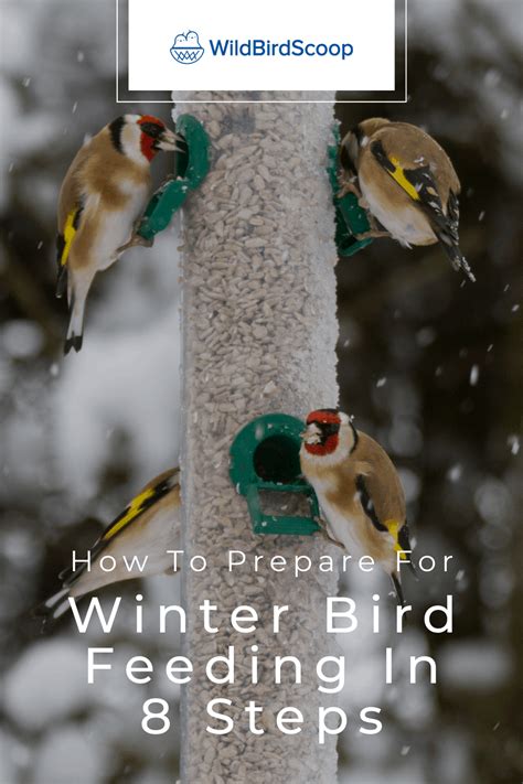 Winter Bird Feeding How To Feed Your Bird During Winter In 8 Steps