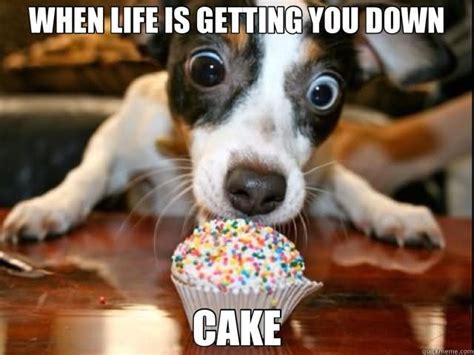 47 Most Funny Cake Meme Images Pictures And Photos Picsmine