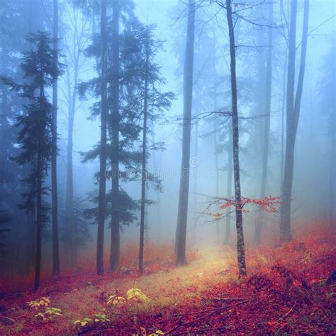 Autumn Mysterious Forest Stock Photo Image 37537260