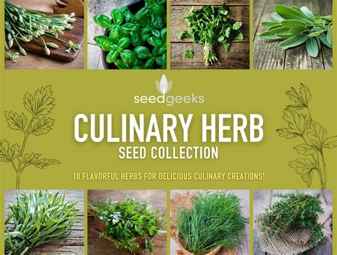 Culinary Herb Seed Collection 10 Flavorful Heirloom Herbs Etsy