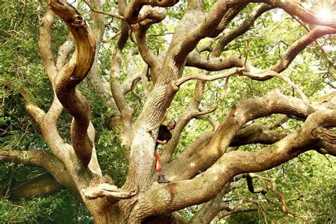 How To Climb Trees Wild Things Publishing