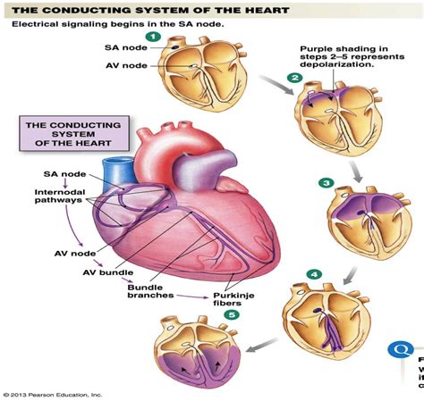 Heart Electrical Conduction System