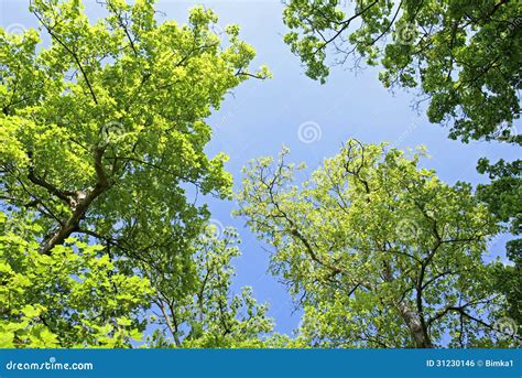 Trees Against Blue Sky Royalty Free Stock Image Image 31230146