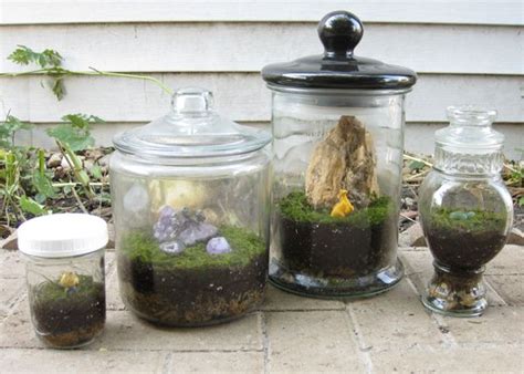 Diy Moss Terrarium I Forget To Water Everything But