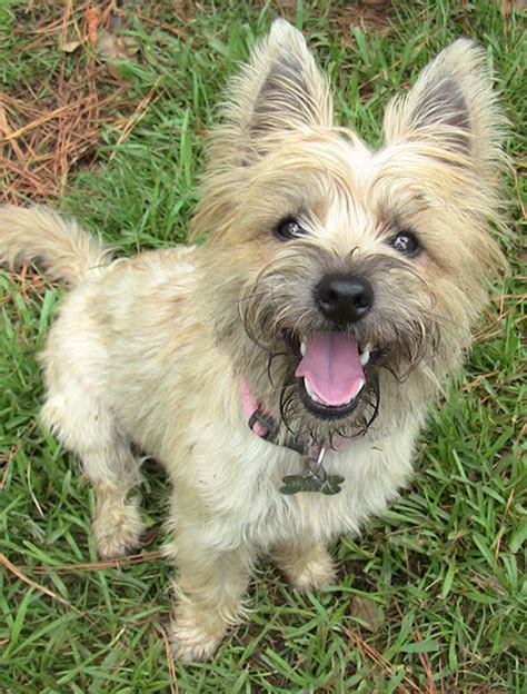 Cairn Terrier Westie And Scottie Rescue Houston