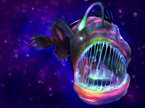 Anglerfish Photos Wallpapers ανανεωμένο The Fun Bank