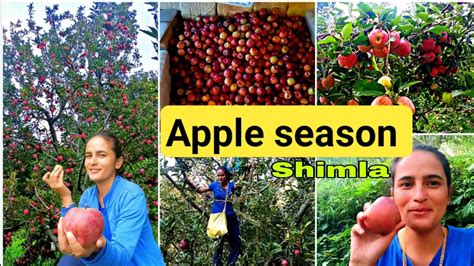 Apple Orchard in Shimla 🍎🍏 || Apple orchard || Harvesting + Grading