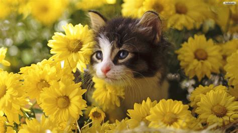 Cats In Flowers Cats Wallpaperscatsflowers