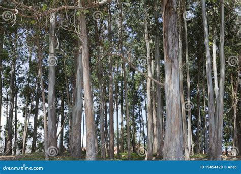 Eucalyptus Forest Royalty Free Stock Image 15454420