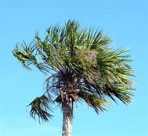 Palm Tree In The Wind Photograph By Joseph C Santos Fine Art America