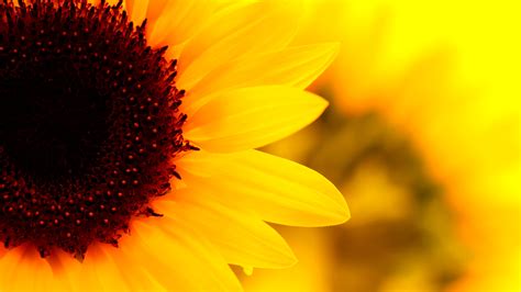 Sunflower Wallpaper Desktop Pictures