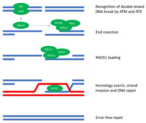 Homologous Recombination Repair Hr Hr Commences With The Recognition