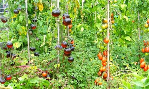 Secrets De Jardinier Pour Faire Pousser De Belles Et Grosses Tomates